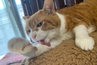 まったり猫さん