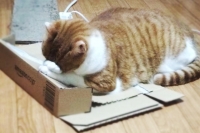 ねこちゃんたち