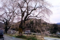 枝垂桜