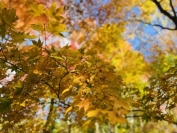 紅葉