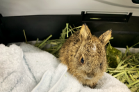 うさぎのていちゃん
